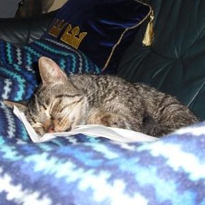 Elliot schläft auf dem Sofa