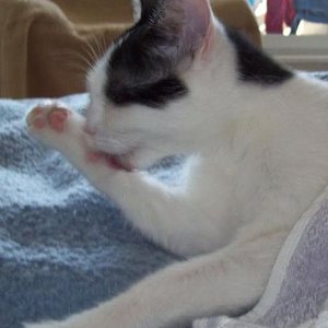 Keziban, unsere Handaufzucht im Mai 2008, gerade 1 Jahr alt