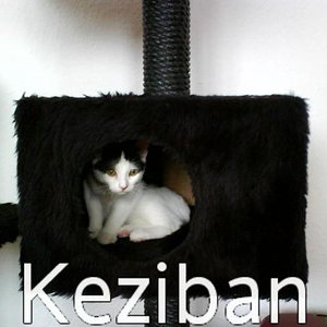 Kedi Keziban 2007