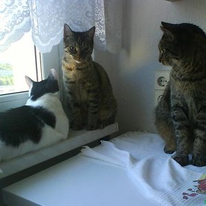 Kedi Keziban, Gülcan u. Oskar 2008