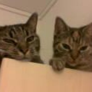 Oscar (li) und Gülcan 2008