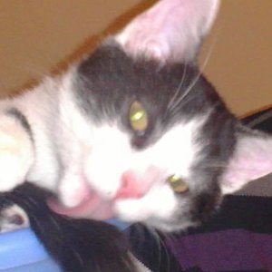 Bear ( vier Monate alt )