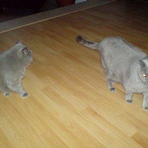 Mopsi im Vordergrund mit Fetti