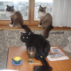 Zwei Brüder und der schwarze Halbbruder - alle auf einem Bild ist (fast) eine Sensation