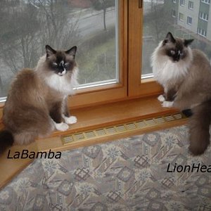 Zwei Brüder - so ähnlich und doch so unterschiedlich