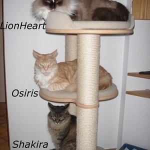 Entspannt auf dem Kratzbaum - LionHeart und seine Coonie-Freunde Osiris und Shakira