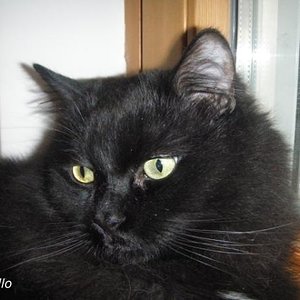 Die RagaMuffin gibt es auch in schwarz :) Ravello ist ein Kater, so einen hatte ich noch nie: total verschmust und frech wie Oskar.