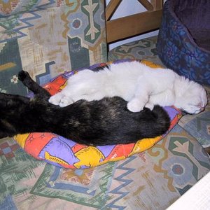 Zora und Timmy am schlafen