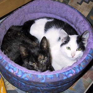 Zora und Timmy am kuscheln