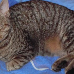 Ich bin Anton und 8 Monate alt. Ich habe es noch kurz vor der Kastration geschafft Nachkommen zu zeugen sehr zur Überraschung meiner Menschen.