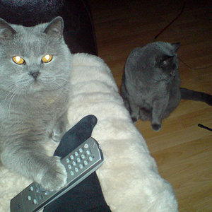 Fetti im Vordergrund und Mopsi