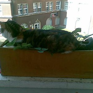 es sollten mal Erdbeeren werden