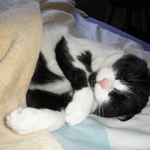 Benni beim Verdauungsschläfchen