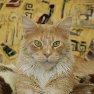 Das ist Coonie Osiri. Er war die "Graue Eminenz" der RagaCoonection und ist leider am 14.11.2012 über die Regenbogenbrücke gegangen