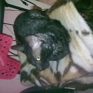 Bruce ein Cornish Rex kater