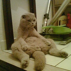 Frodo ein  Scottish fold