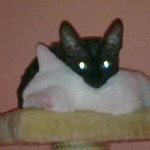 Szirah und Angel

Szirah ist eine Cornish Rex das ist die kleine schwarze