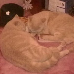 Gizmo und Merlin beide sind Brüder  BKH