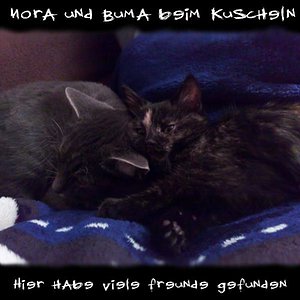 Nora und buma beim kuscheln
Nora ist die kleinen und jetzt der vorlezte die in unsere familie ein platzt gefunden hat. Beide sind von Tierheim gehol worden