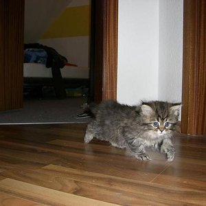 der kleine Mann huscht durch die Wohnung