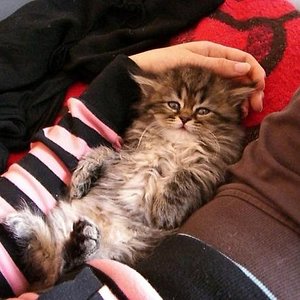 Krümel schläft in meinem Arm