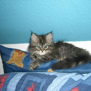 Aber im Bett von Herrchen und Frauchen is auch schön kuschelig :)