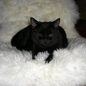 sie liebt dieses Fell :)