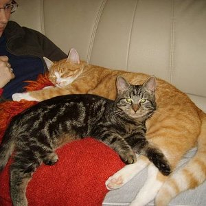 Meine zwei männlichen Schmustiger - ganz harmonisch und verschmust.....