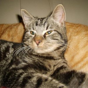 Benny - ganz entspannt....