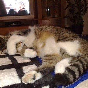 Heute kommt nur Sch.... in Fernseher!!!!!