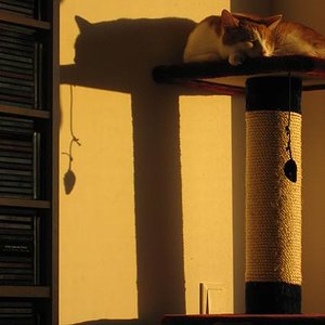 der Kater der tiefer schläft als sein Schatten