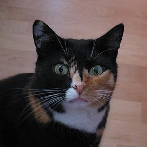 typisches Lila - G´schau