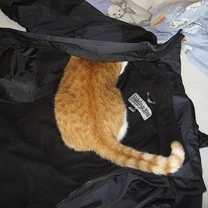 Jimmy hilft beim Jacke enthaaren