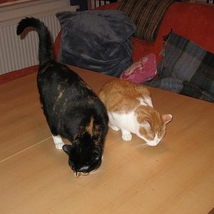 fellige Zimmerstaubsauger