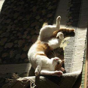 Katzenyoga