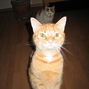 Pose 
Viel Drama, Baby