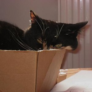 Schachtelteuferl Lila