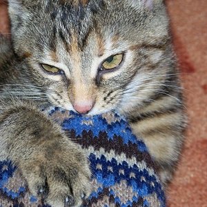 Abby und der Hausschuh