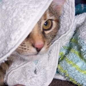 Abby und derm Handtuch