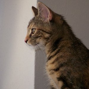 Abby guckt aus dem Fenster