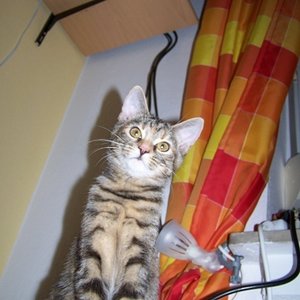 Abby auf meinem Laptop