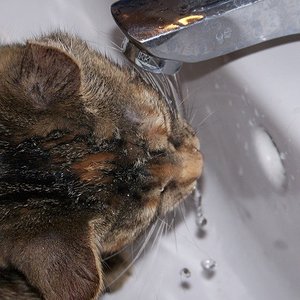 Abby im Waschbecken 2