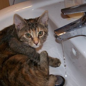 Abby im Waschbecken 3