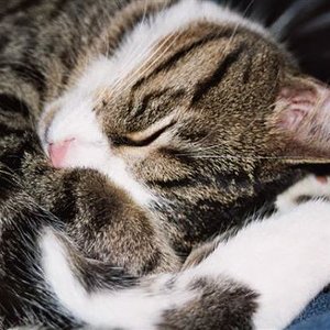 Leo's Hauptbeschäftigung