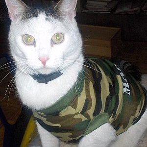 tieger der mäusejäger