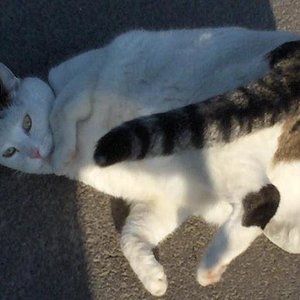 Purzelbaum, eine meiner leichtesten Übungen