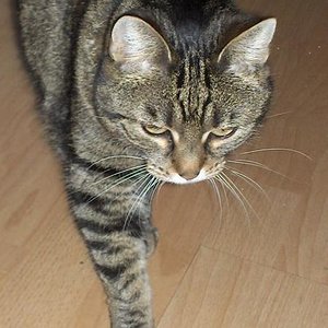 so geht das anschleichen!