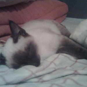 Also ich bin immer so müde weil ich den ganzen Tag mein Herli auf trap halte,