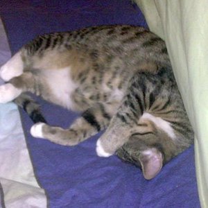 Tigerchen beim schlafen!