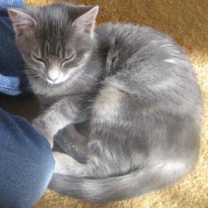 Lizzy war ein besonders süßes Katzenkind.